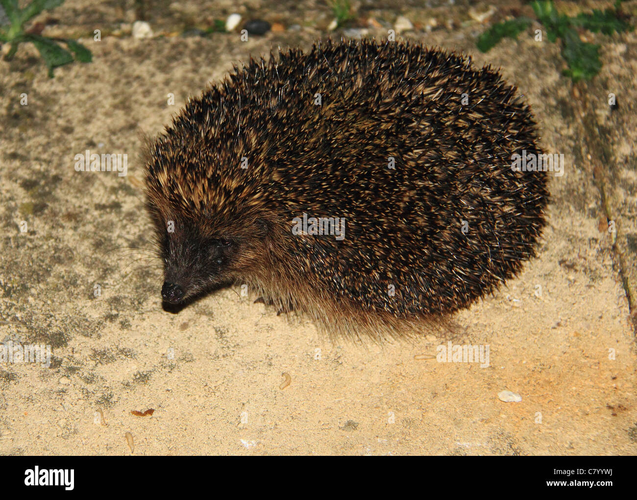 Igel winter Fotos und Bildmaterial in hoher Auflösung Alamy
