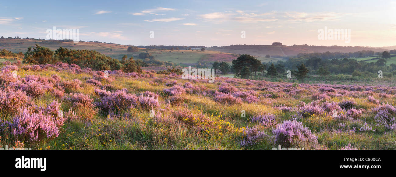 Heather in voller Blüte auf Ashdown Forest, The Weald, East Sussex, England, UK Stockfoto