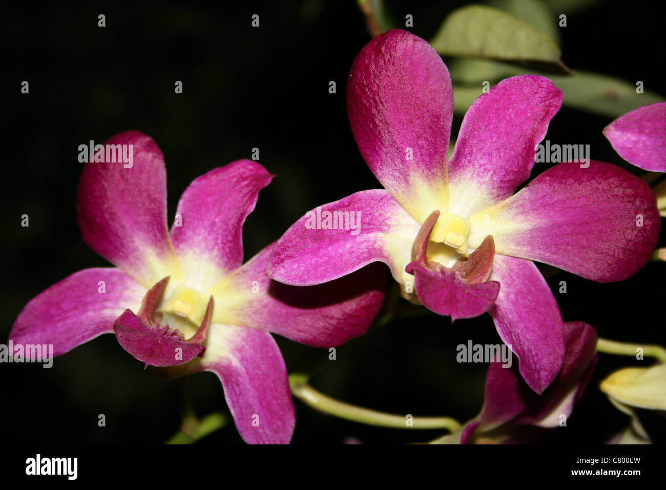 Cerise bunten Orchideen, Indonesien Stockfoto