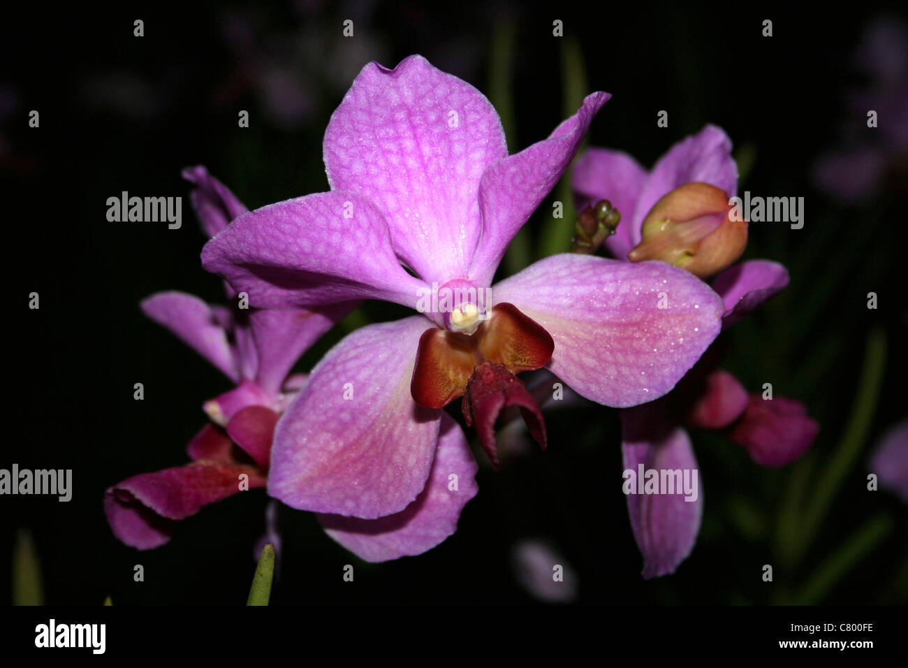 Rosa farbige Orchidee auf Samosir Island, Lake Toba, Sumatra Stockfoto