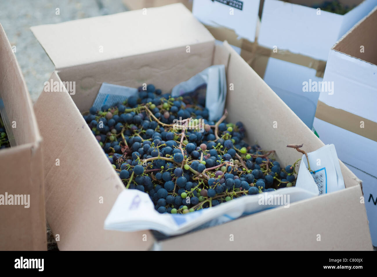 Die städtische Wine Company Ernte, Menschen von Greater London bringen die Ernte der Trauben im Garten für Wein Stockfoto