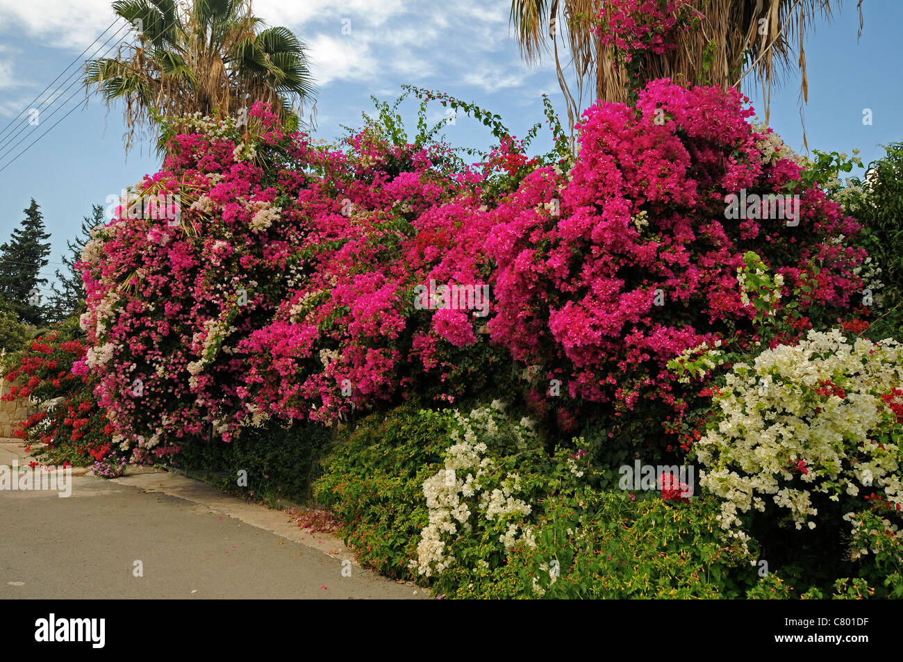 Die Straßen und Häuser von Zypern sind mit bunten Bougainvillea im Spätsommer bedeckt. Stockfoto