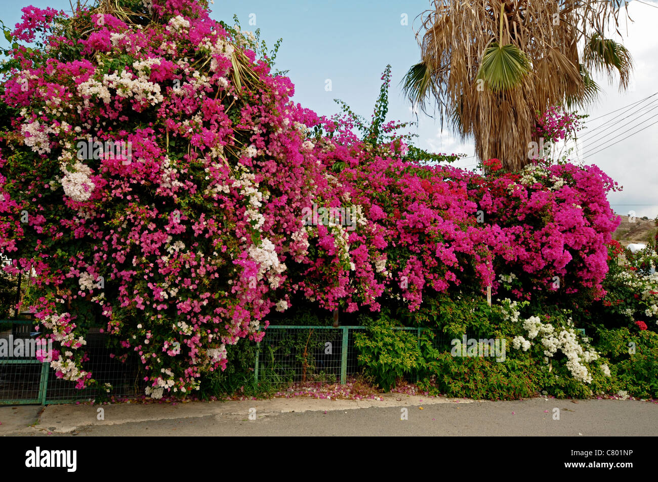 Die Straßen und Häuser von Zypern sind mit bunten Bougainvillea im Spätsommer bedeckt. Stockfoto