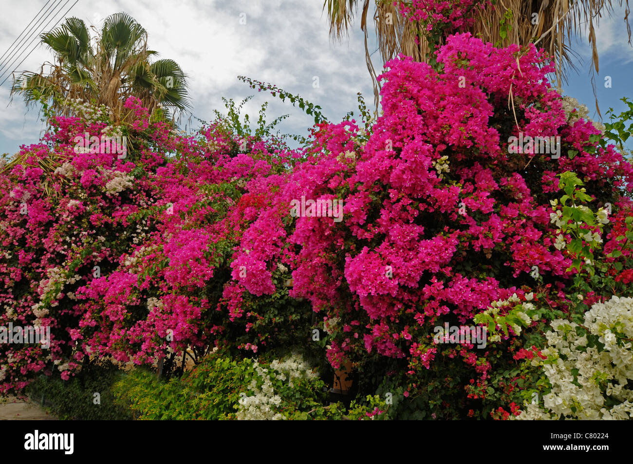 Die Straßen und Häuser von Zypern sind mit bunten Bougainvillea im Spätsommer bedeckt. Stockfoto