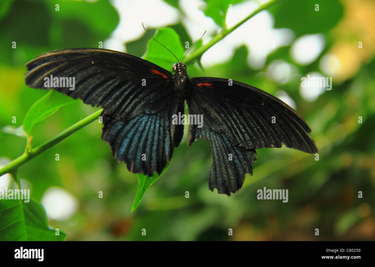 Schwarze Schmetterling thront auf einem Blatt Stockfoto