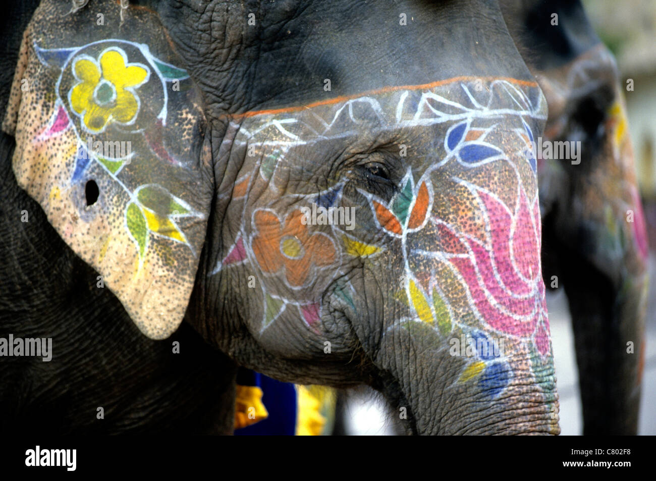 Indien, Rajasthan, Jaipur. Indischer Elefant Stockfoto