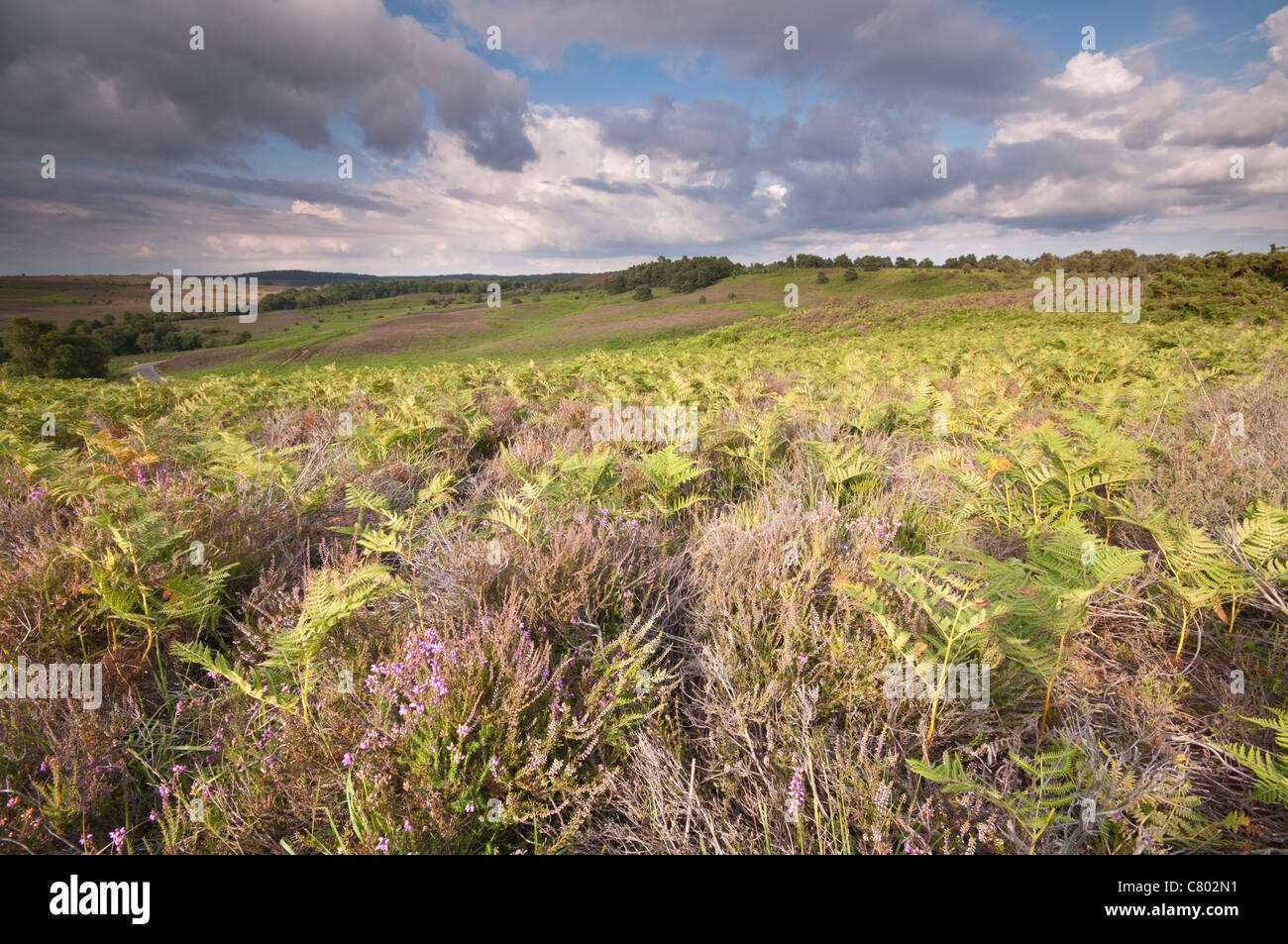Rockford Common, New Forest National Park, Hampshire, UK Stockfoto