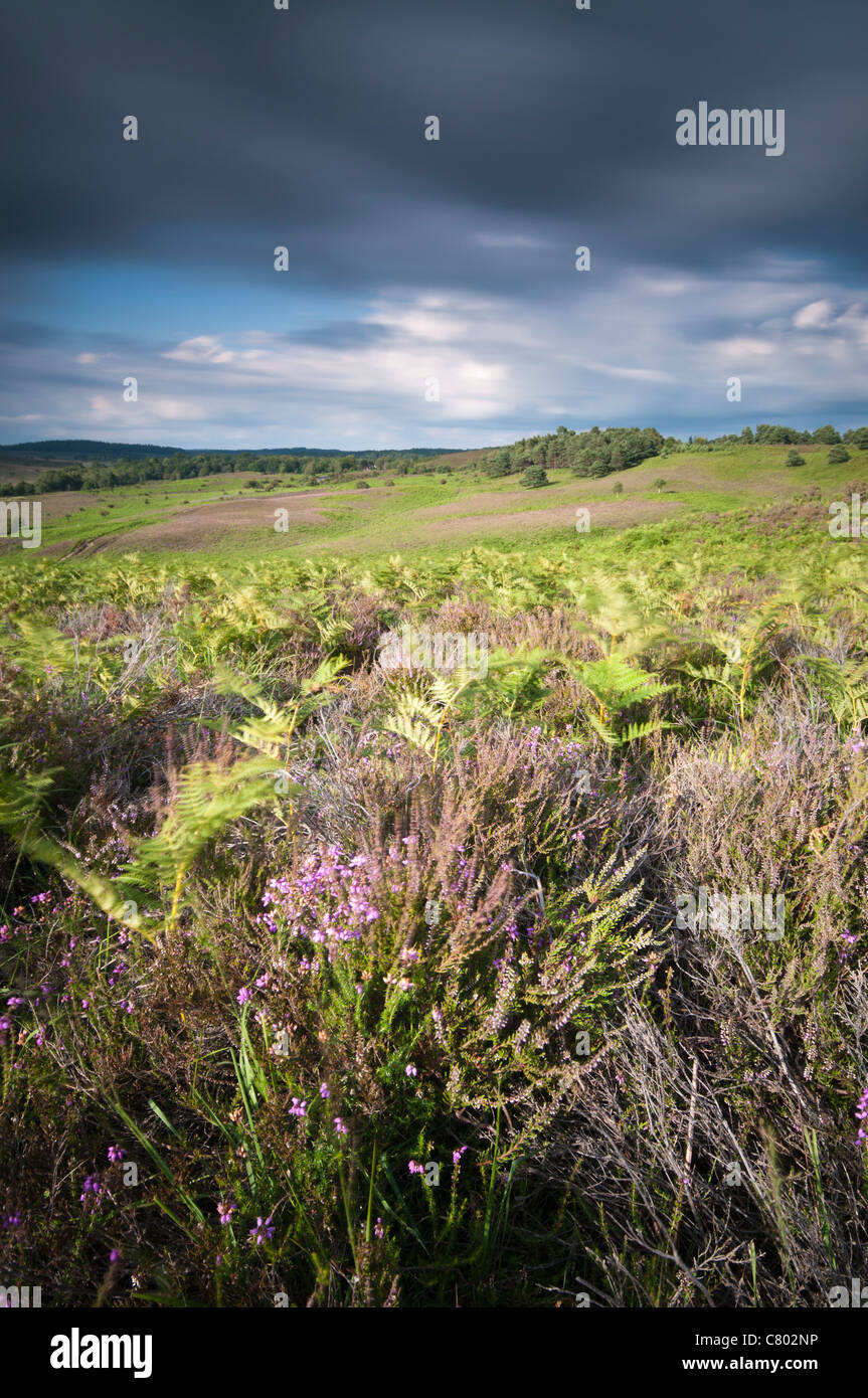 Rockford Common, New Forest National Park, Hampshire, UK Stockfoto
