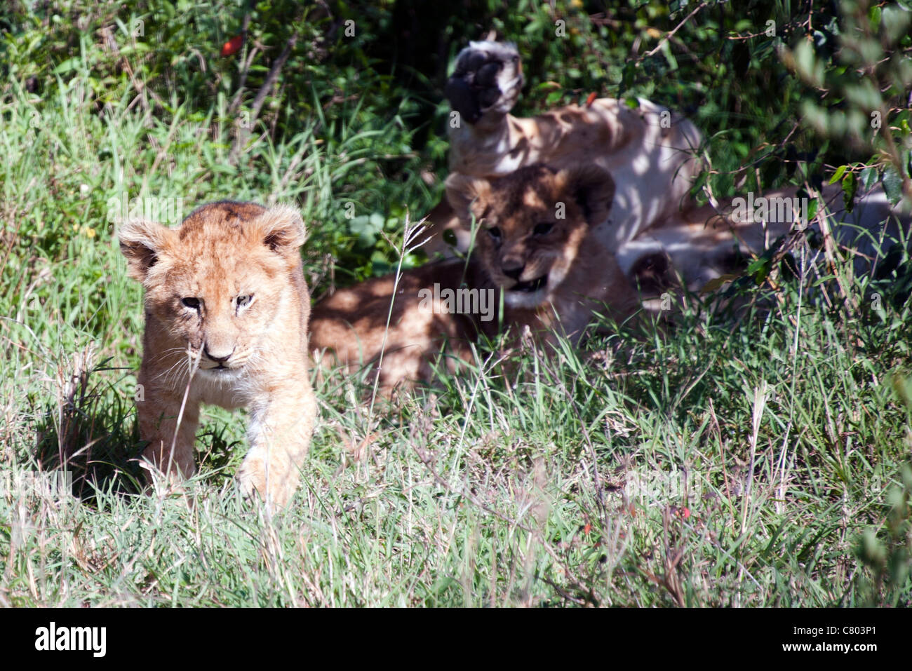 Löwenbabys in Kenia Stockfoto