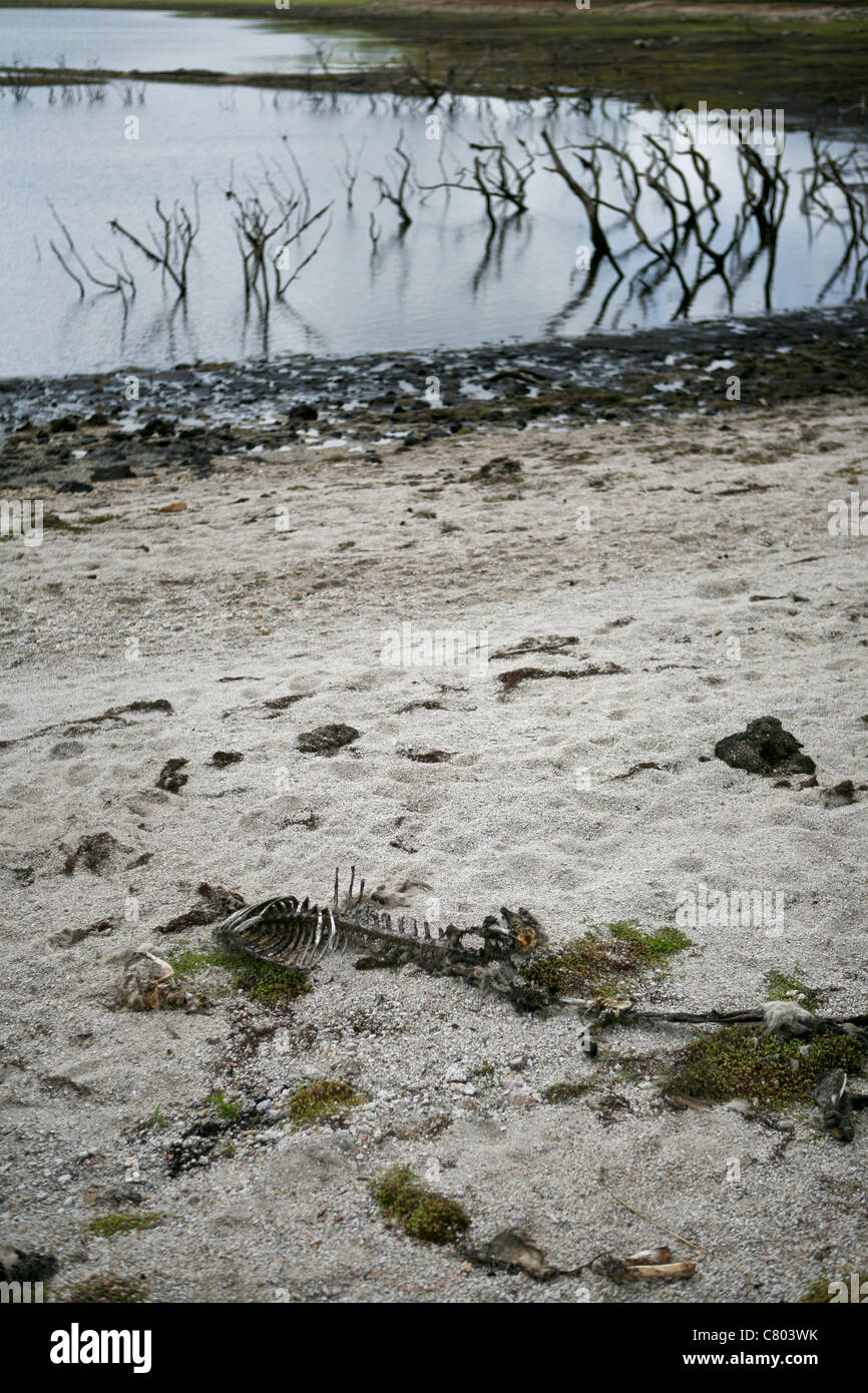 Ein Schaf Skelettreste am Sandstrand Stockfoto