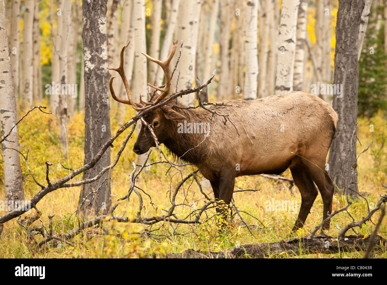 Junger Stier Elch Prügel Niederlassungen in aspen Wald während der jährlichen Herbst Brunft-Jasper National Park, Alberta, Kanada. Stockfoto
