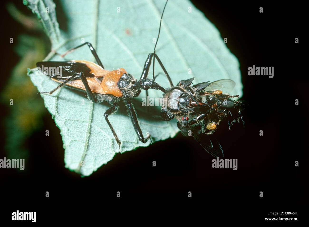 Assassin-Bug (Rhinocoris sp) Fütterung auf eine Honigbiene, die Schakal angezogen hat fliegt, ernähren sich von Blut, Nässen aus Biene Uganda Stockfoto