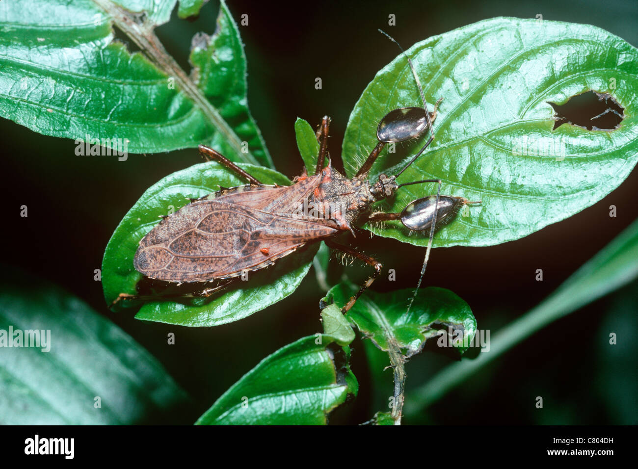 Assassin-Bug (Petalocheirus Rubiginosus: Reduviidae) ähnlich wie ein totes Blatt, im Regenwald, Uganda Stockfoto