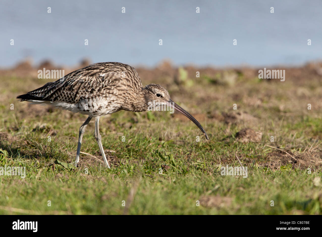 Eurasische Brachvogel Numenius Arquata Erwachsene fangen und Essen eine Schnake Stockfoto