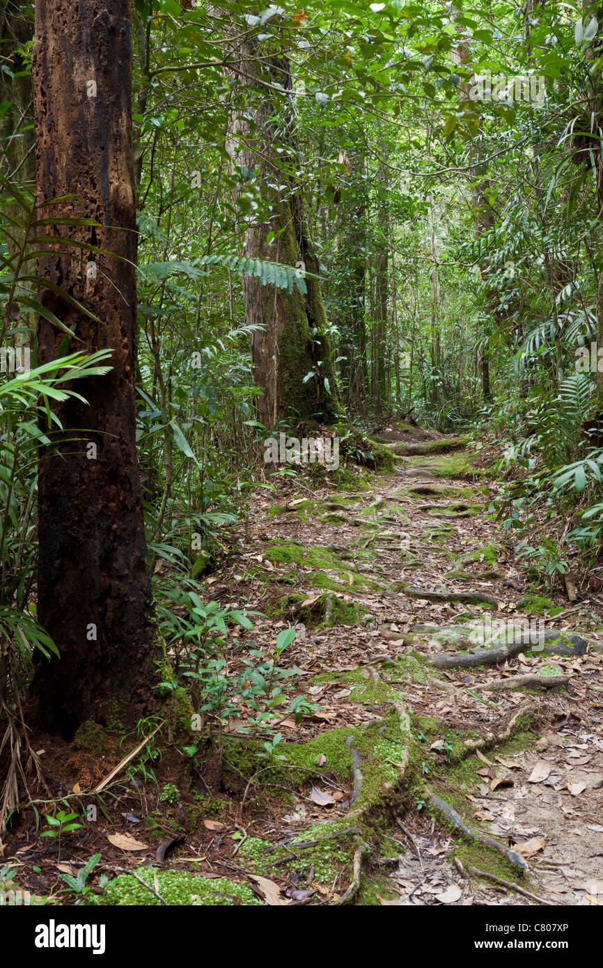 Rain Forest Trail, Kinabalu National Park, Sabah, Malaysia Borneo Stockfoto