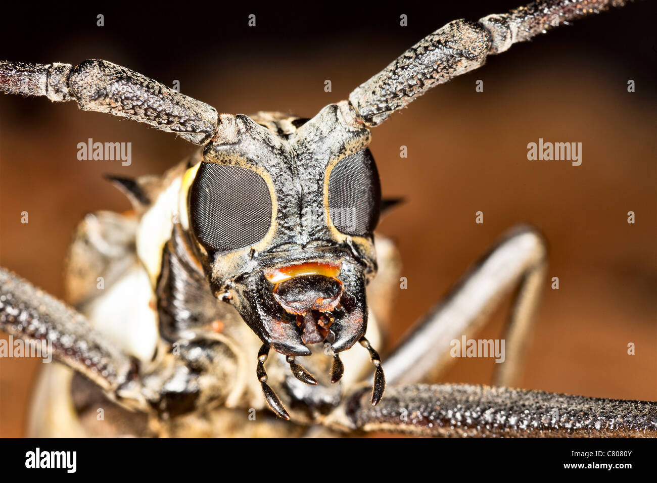 Longhorn Beetle, close-up. Sabah, Malaysia Borneo Stockfoto