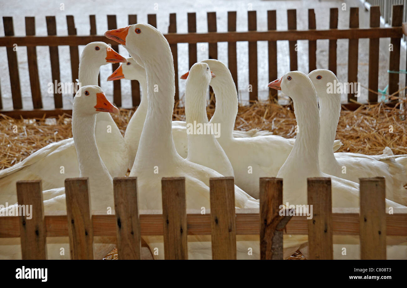 Schwarm Gänse Stockfoto