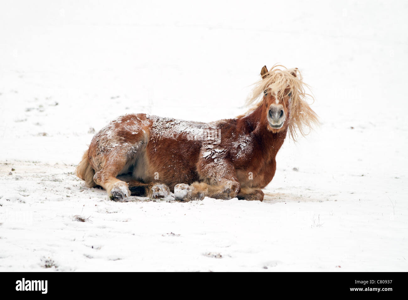 Ein Pferd spielt in einer verschneiten Landschaft Stockfoto