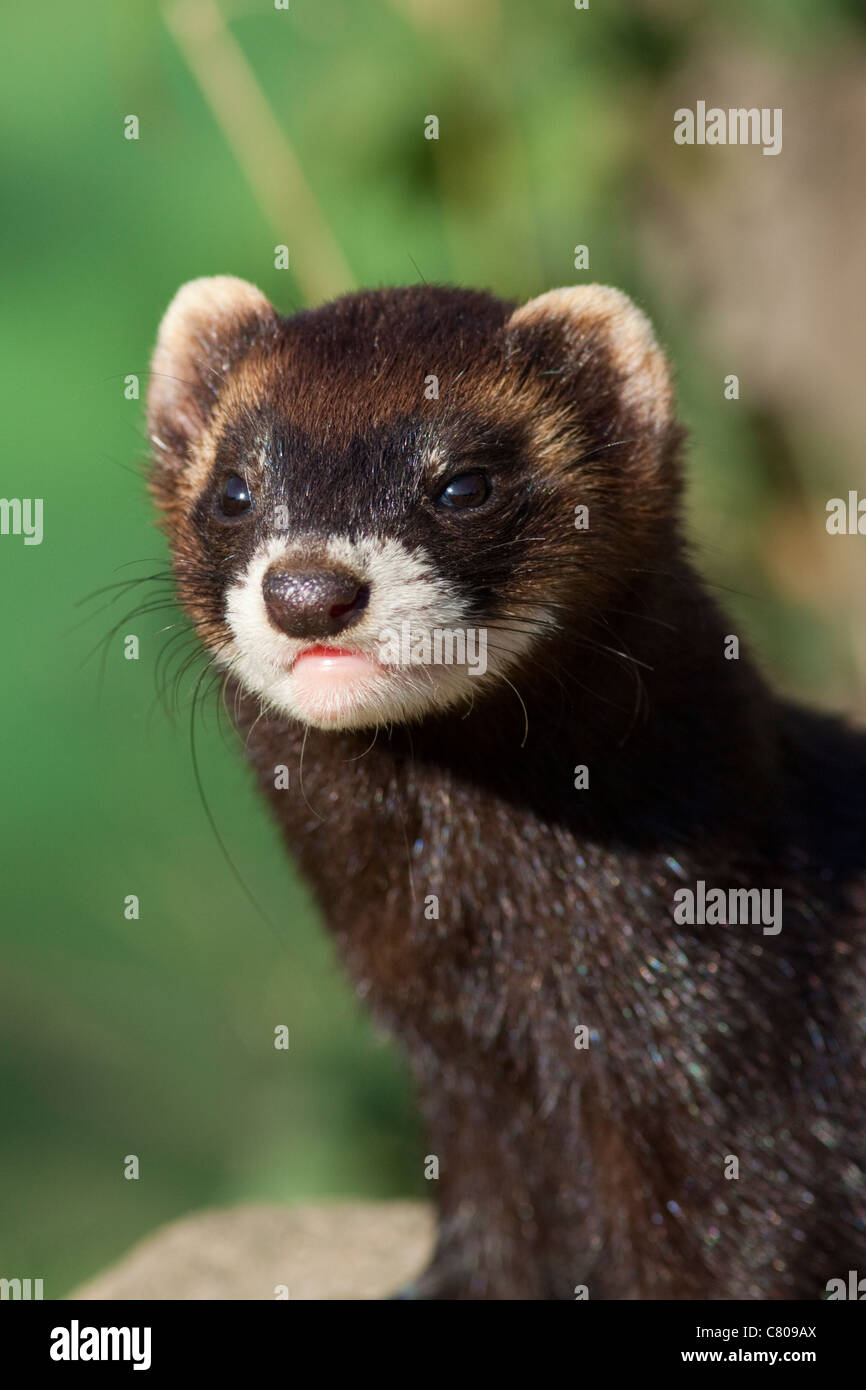 Iltis (Mustela Putorius) Gefangene Tier im Besitz der britischen Wildlife Centre, Lingfield, Surrey, England, UK Stockfoto