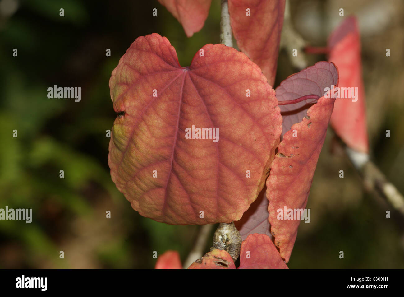 KatsuraBaum Cercidiphyllum japonicum Stockfotografie Alamy