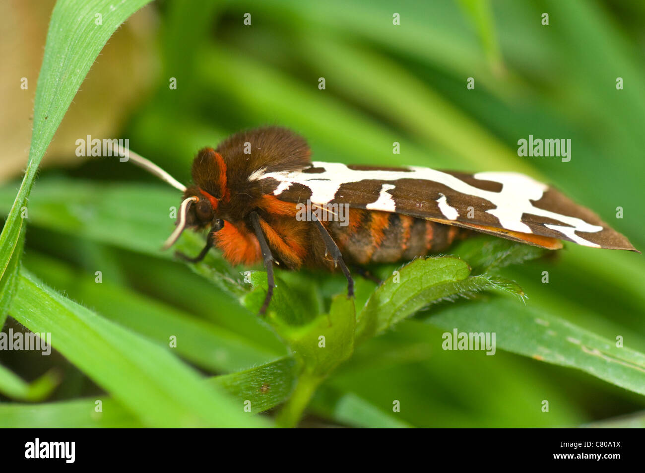 Garten Tiger Moth (Arctia Caja), Frankreich Stockfoto