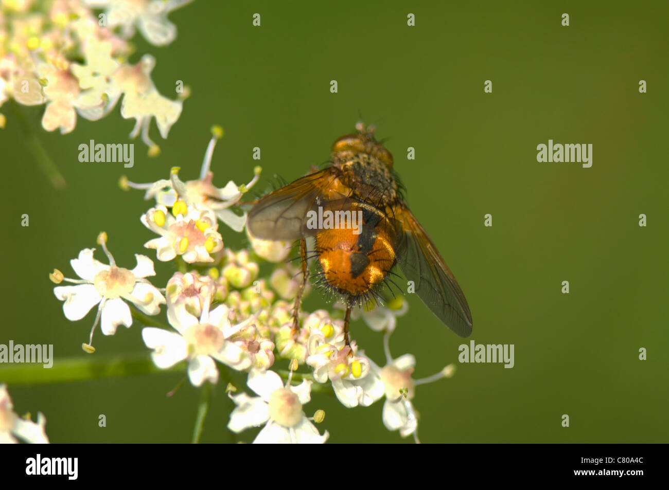 Parasitische fliegen (Tachina Fera), Frankreich Stockfoto