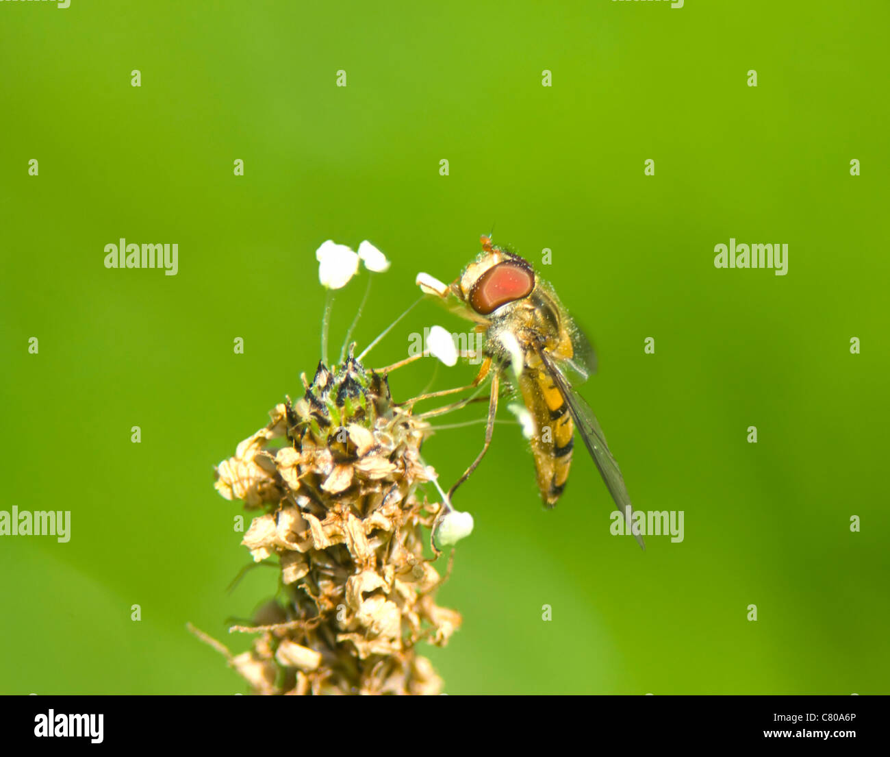 Hoverfly (Episyrphus Balteatus), Frankreich Stockfoto