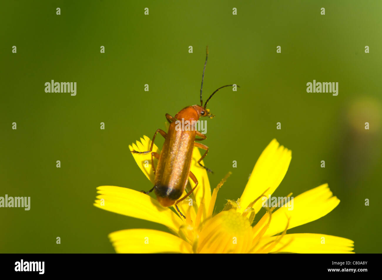 Soldat-Käfer (Rhagonycha Fulva), Frankreich Stockfoto