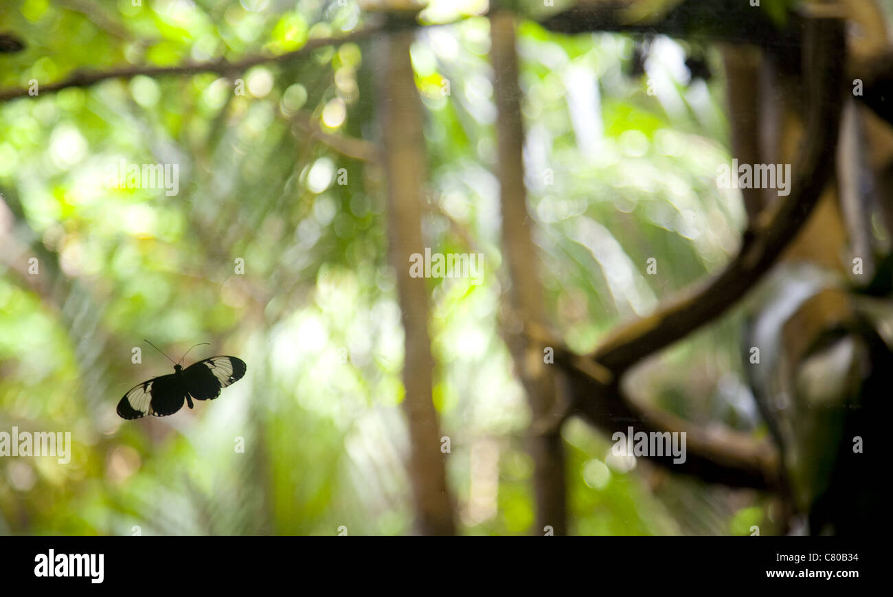 Black And White Butterfly gegen einen Dschungel wie Einstellung in einen Schmetterlingsgarten im Vancouver Aquarium Stockfoto