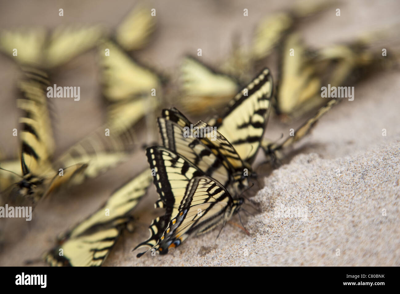 Ein Farbfoto des Schlamm-Puddling Schwalbenschwanz Schmetterlinge in den Sand im Juni in Ontario, Kanada. Stockfoto