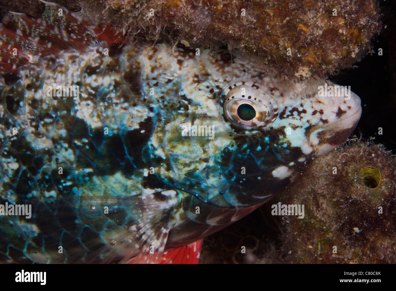 Ampel-Papageienfisch, schlafen in der Nacht, Bonaire, Karibik Niederlande. Stockfoto