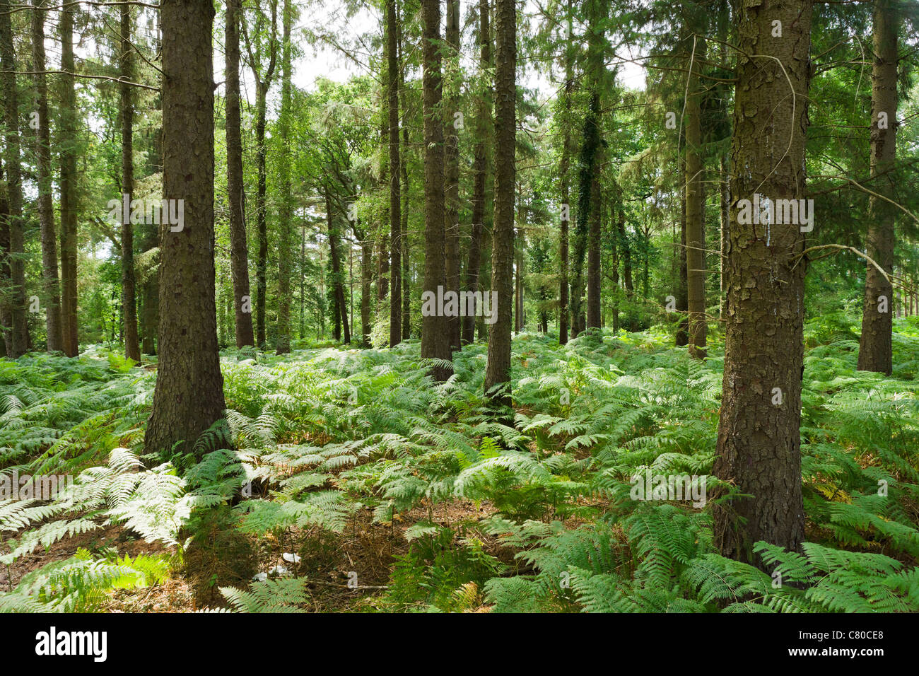 Die Wälder bei Lucy Hill in New Forest, Hampshire, England, Großbritannien Stockfoto