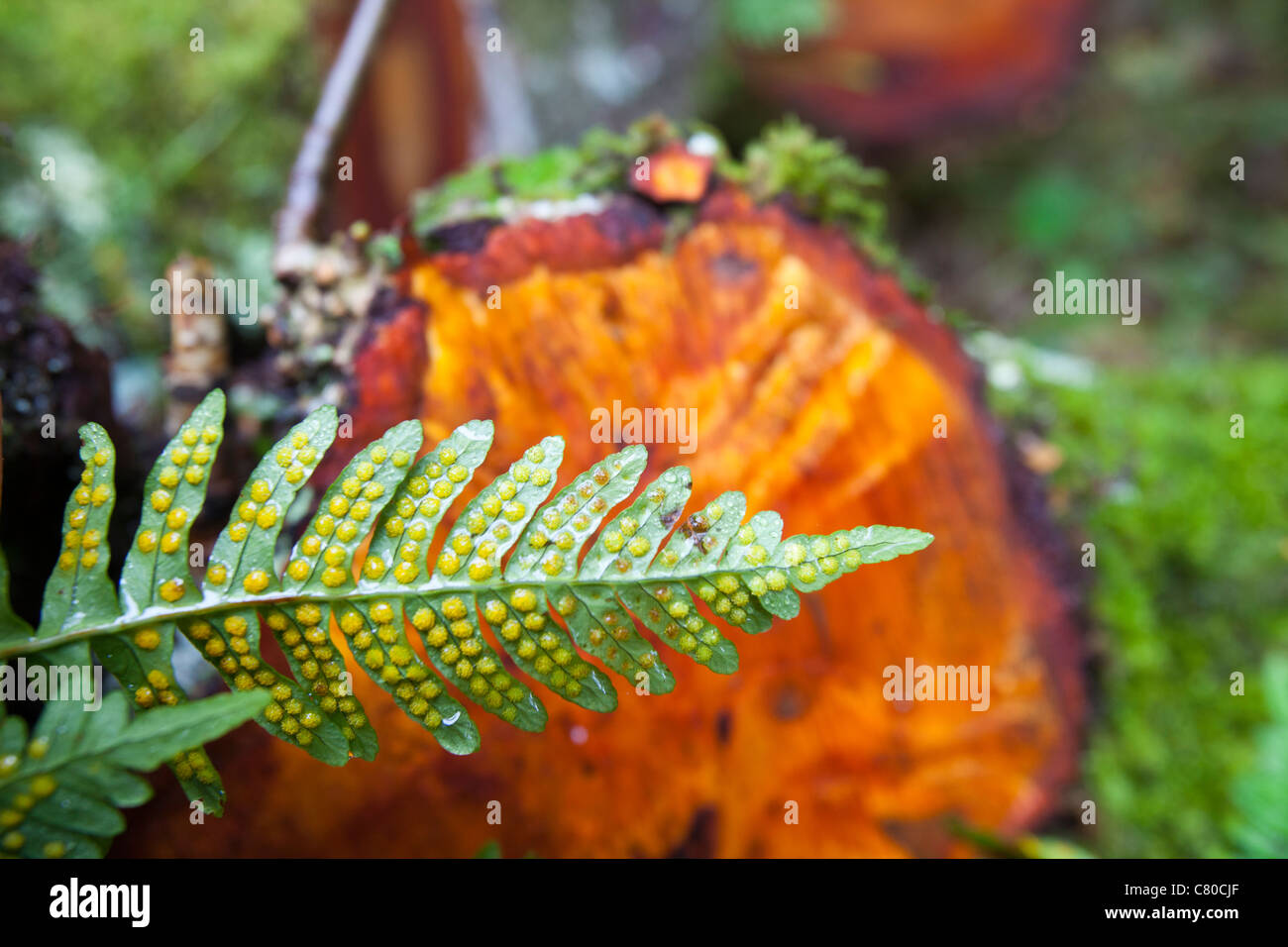 Ein kleineren Farn mit Sporen auf seiner Unterseite vor einem gefällten Erle Baum in einem Wald in der Nähe von Dulverton, Devon, UK. Stockfoto
