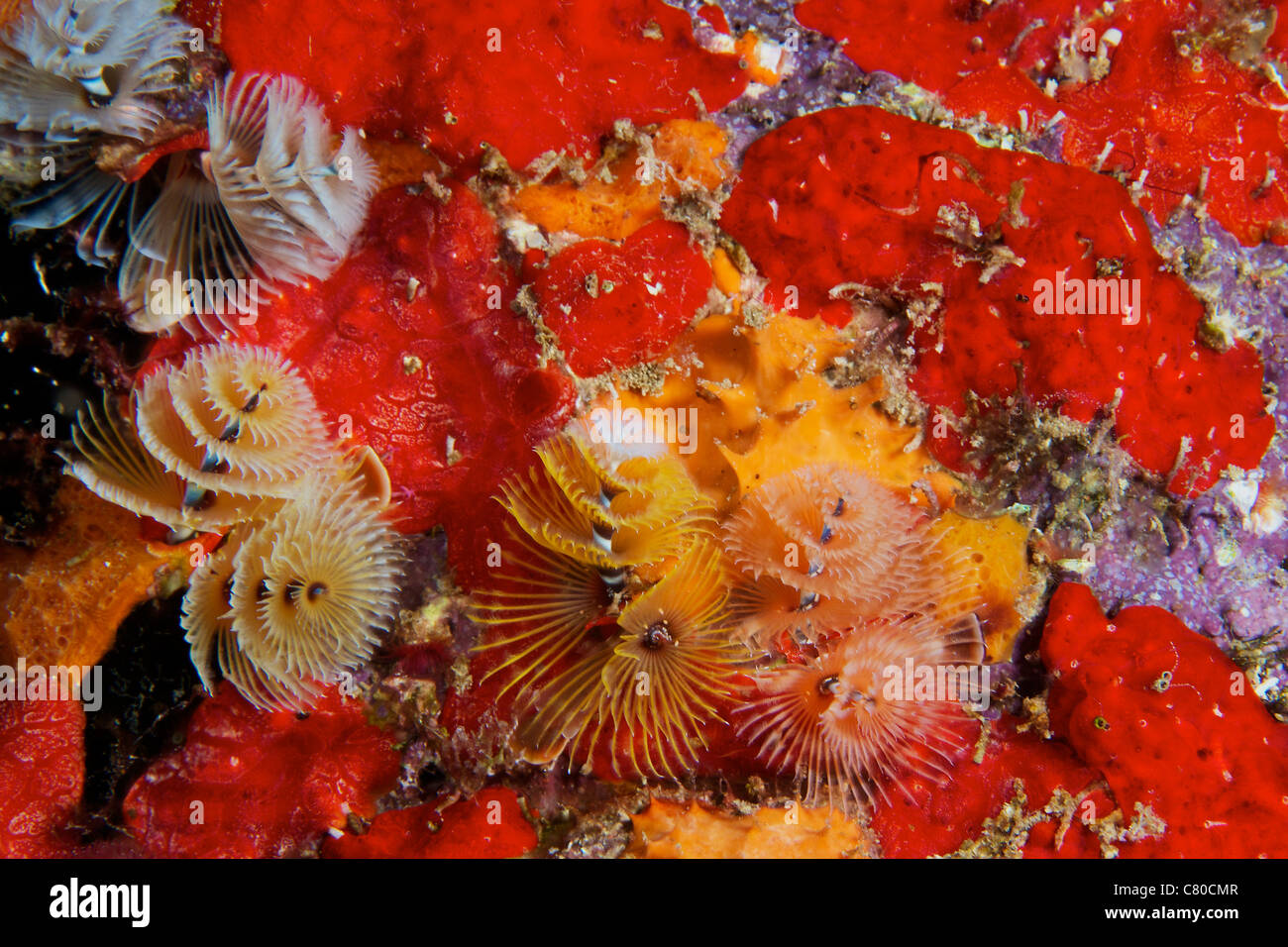 Christmas Tree Worms, Bonaire, Karibik Niederlande. Stockfoto