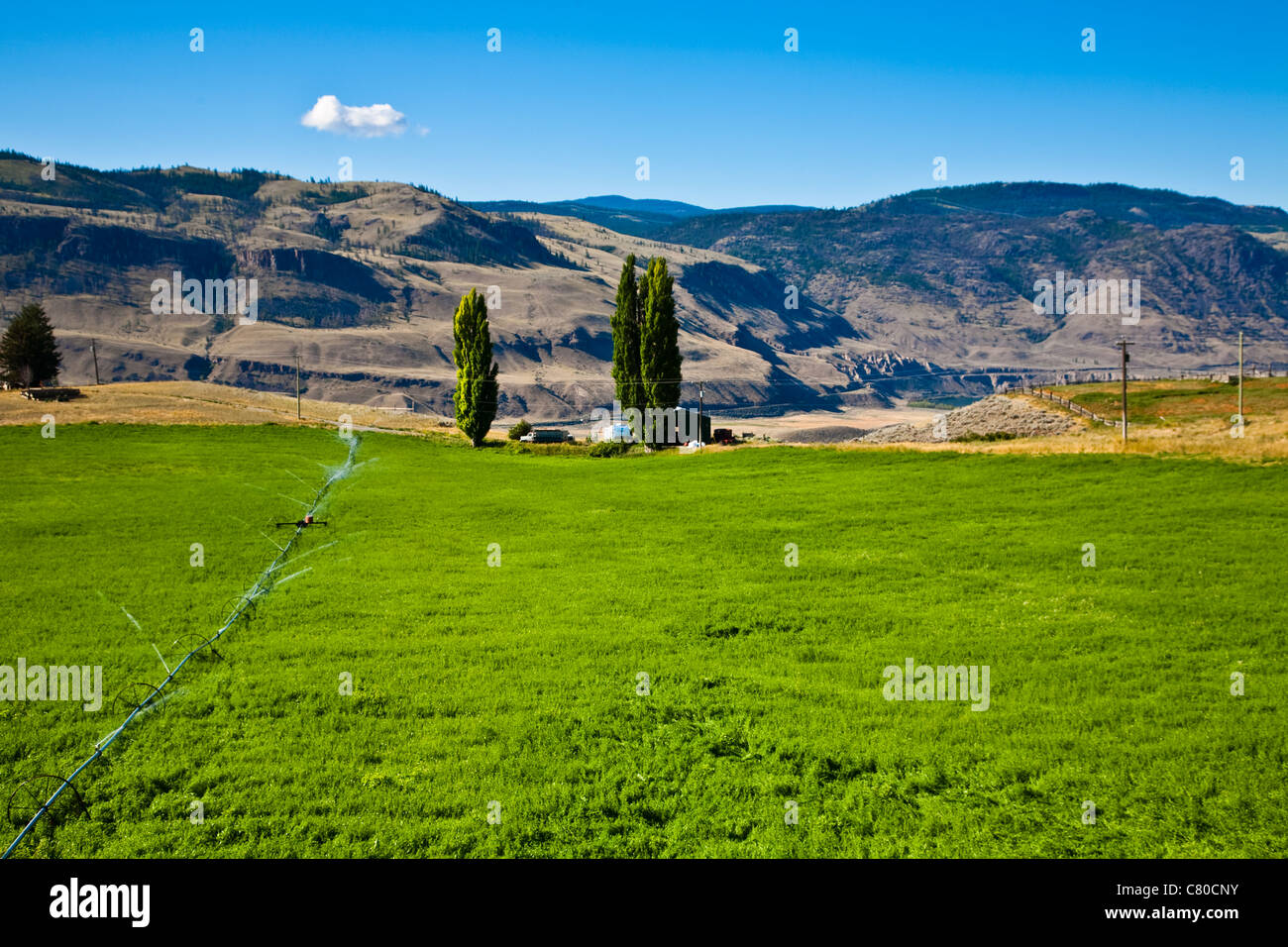 Ein bewässertes Feld in dem Thompson River Valley, British Columbia, Kanada Stockfoto
