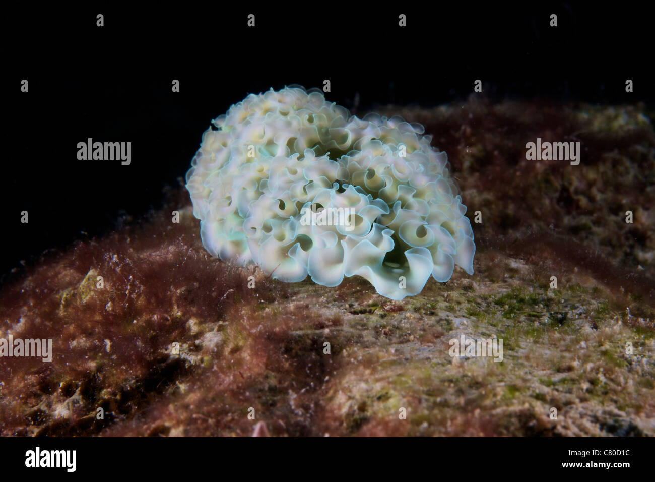 Elysia Crispata, Trivialname der Salat Meeresschnecke ist eine große und bunte Art von Seeschnecke, Bonaire, Karibik Niederlande. Stockfoto