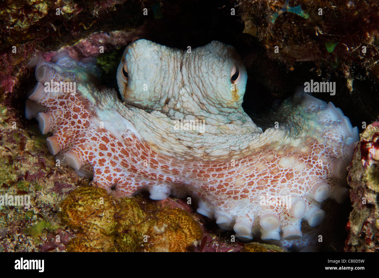 Caribbean Reef Octopus bewacht seine Höhle, Bonaire, Karibik Niederlande. Stockfoto