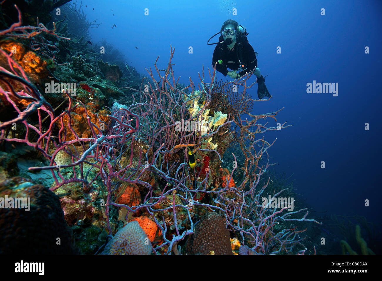 Taucher Tauchen unter Meer Schwämme, Bonaire, Karibik Niederlande. Stockfoto