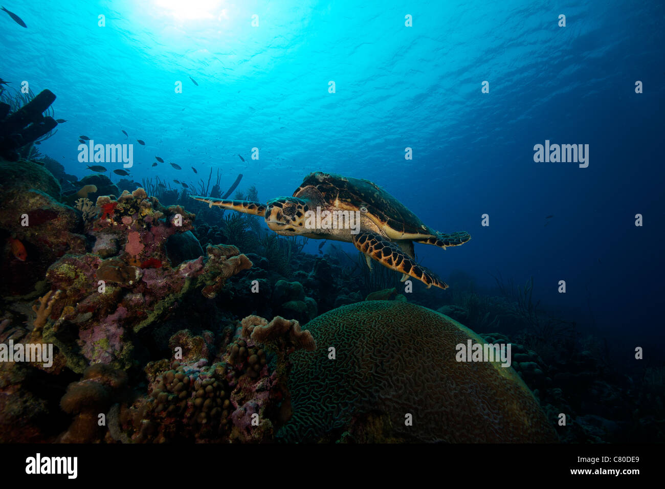 Die echte Karettschildkröte, Bonaire, Karibik Niederlande. Stockfoto