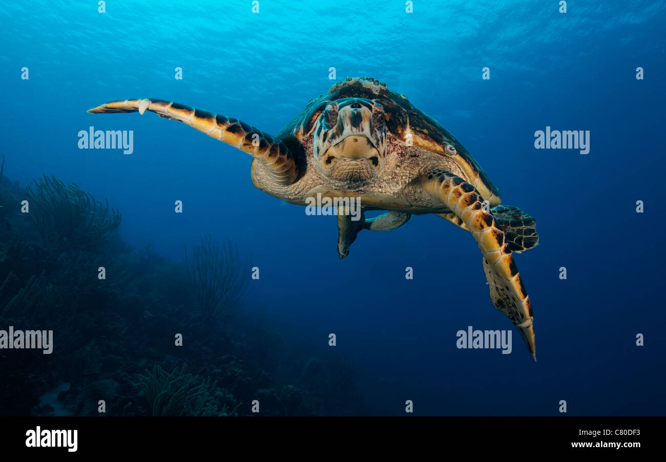 Die echte Karettschildkröte, Bonaire, Karibik Niederlande. Stockfoto