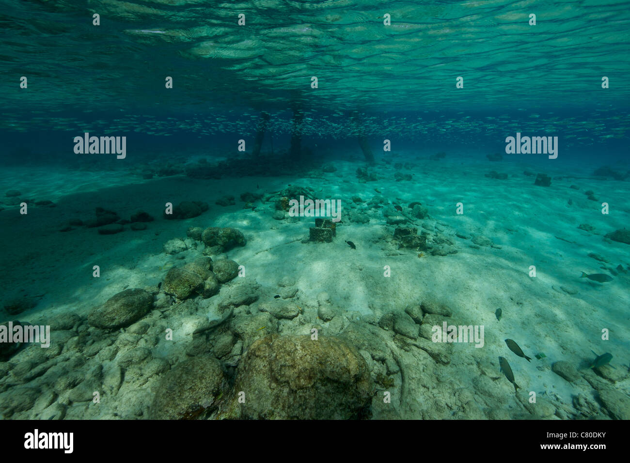 Flachen Gewässern unter Salz Pier, Bonaire, Karibik Niederlande. Stockfoto