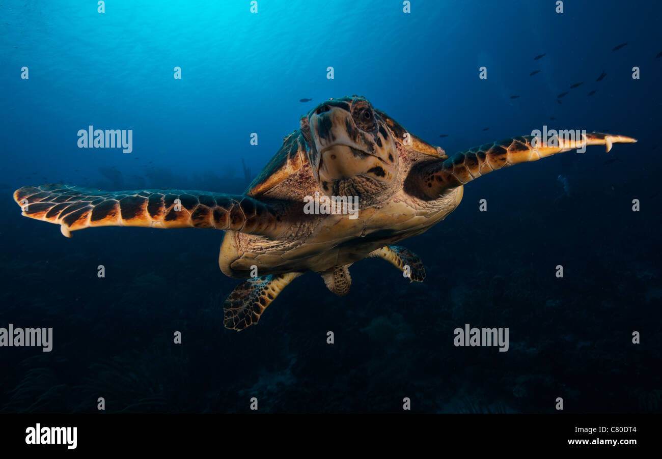 Die echte Karettschildkröte, Bonaire, Karibik Niederlande. Stockfoto