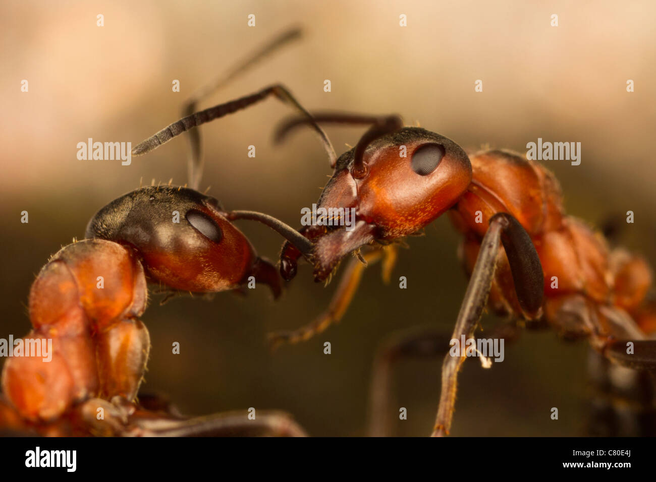 Ameisen (Formica Rufa) kommunizieren, ein bisschen, wenn sie sich treffen. Stockfoto