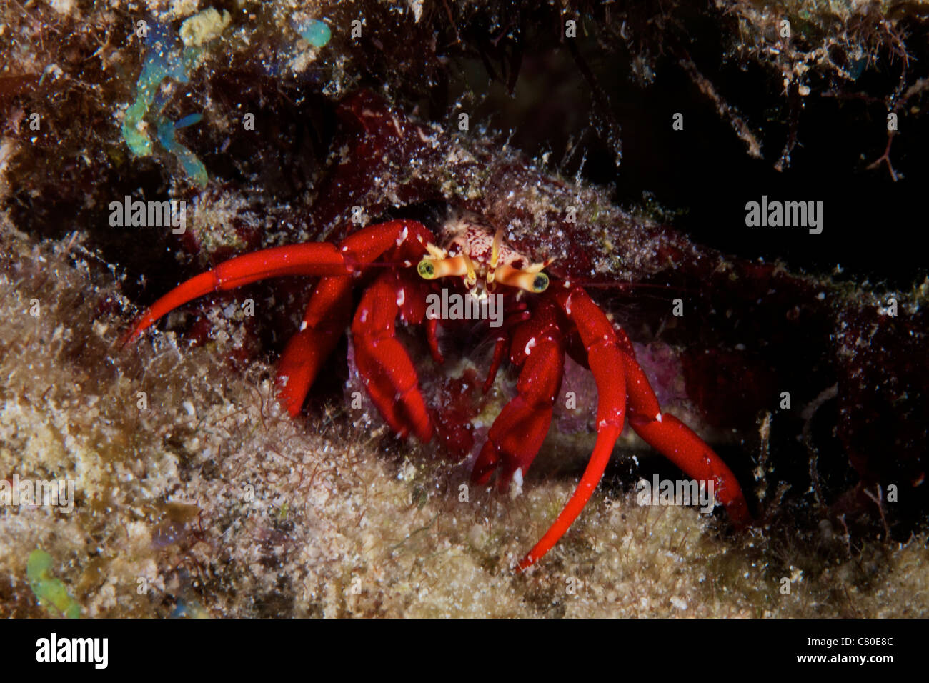 Roter Einsiedlerkrebs Scavanges für Lebensmittel in der Nacht, Bonaire, Karibik Niederlande. Stockfoto