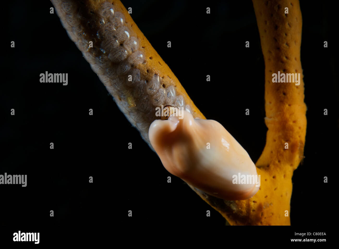 Flamingo Zunge Schnecke Eiablage mit kleinen Garnelen auf Weichkorallen, Bonaire, Karibik Niederlande. Stockfoto