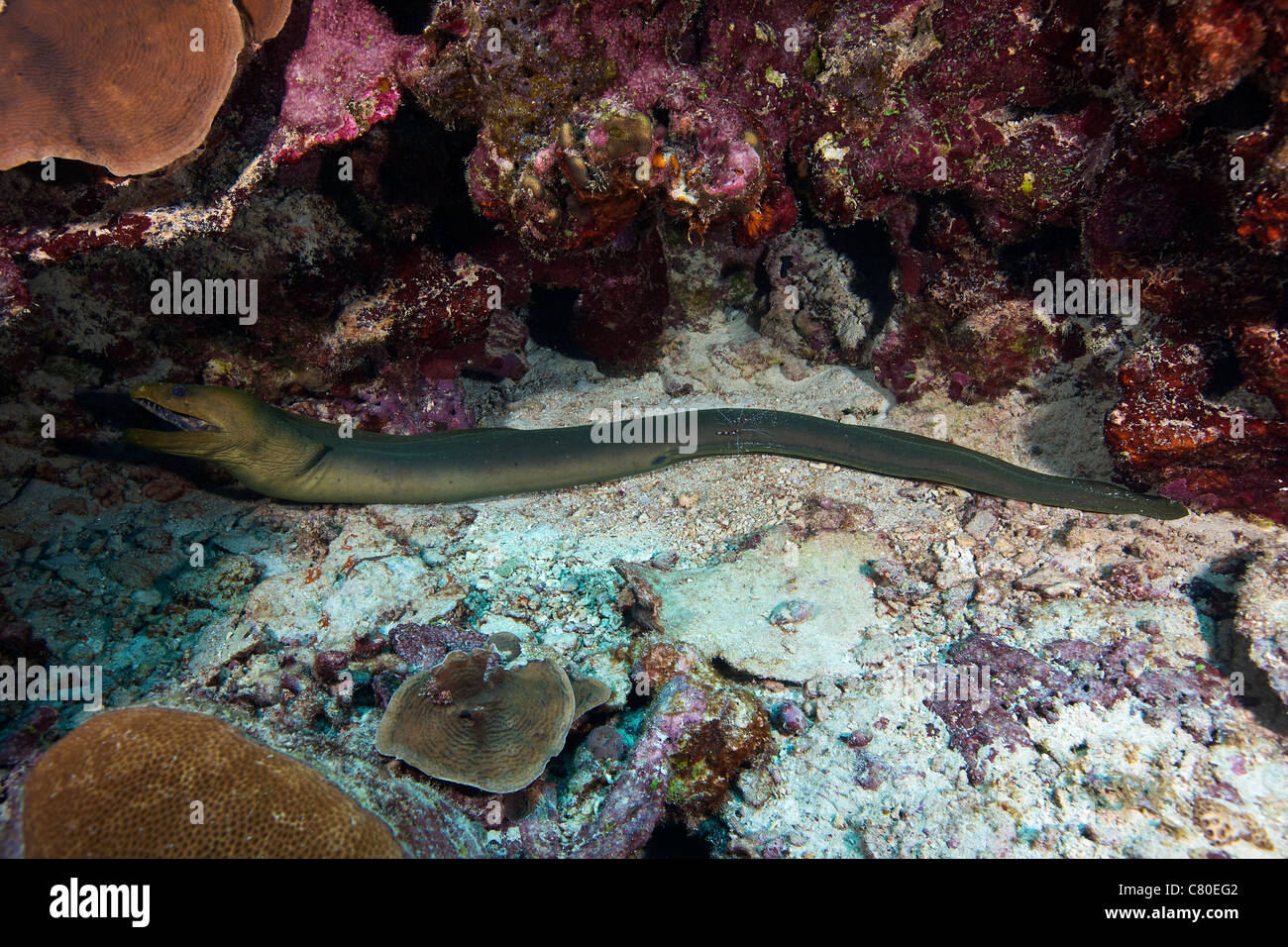 Grüne Muräne immer durch ein Banded Putzergarnelen (Mitte des Körpers), Bonaire, Karibik Niederlande gereinigt. Stockfoto