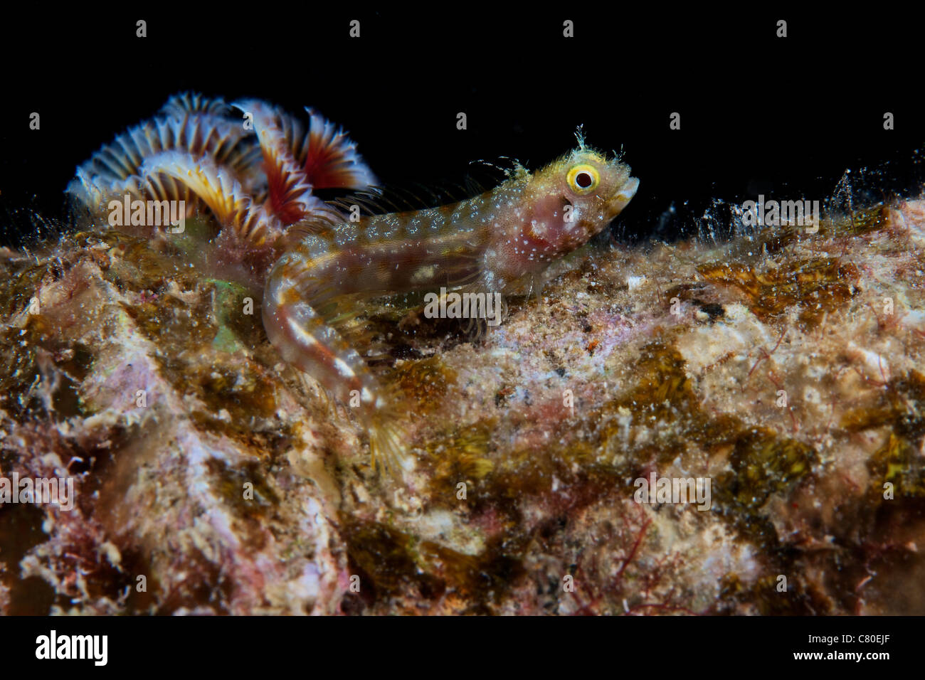 Sekretärin Blenny sitzt im Freien bei einem Nachttauchgang unter dem Salz Pier, Bonaire, Karibik Niederlande. Stockfoto