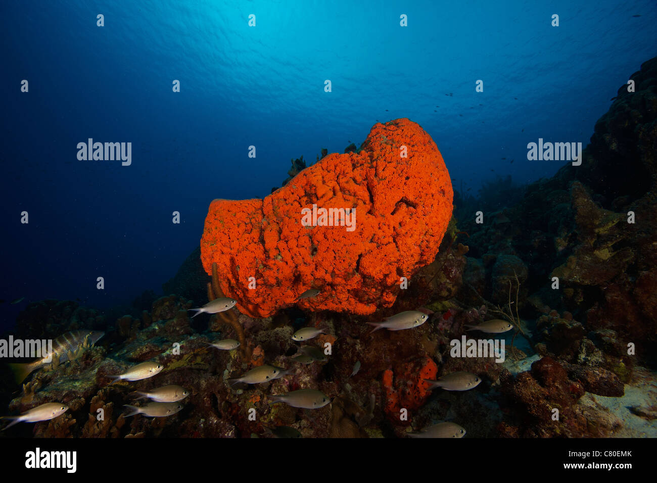 Schule von Brown Chromis in der Nähe von einem großen Elefanten Ohr Schwamm, Bonaire, Karibik Niederlande. Stockfoto