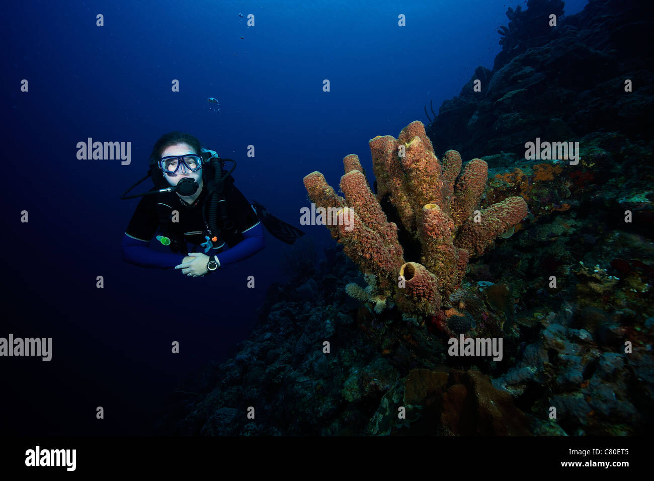 Taucher schwimmt durch einige große Schwämme aus die Küste von Bonaire, Karibik Niederlande. Stockfoto