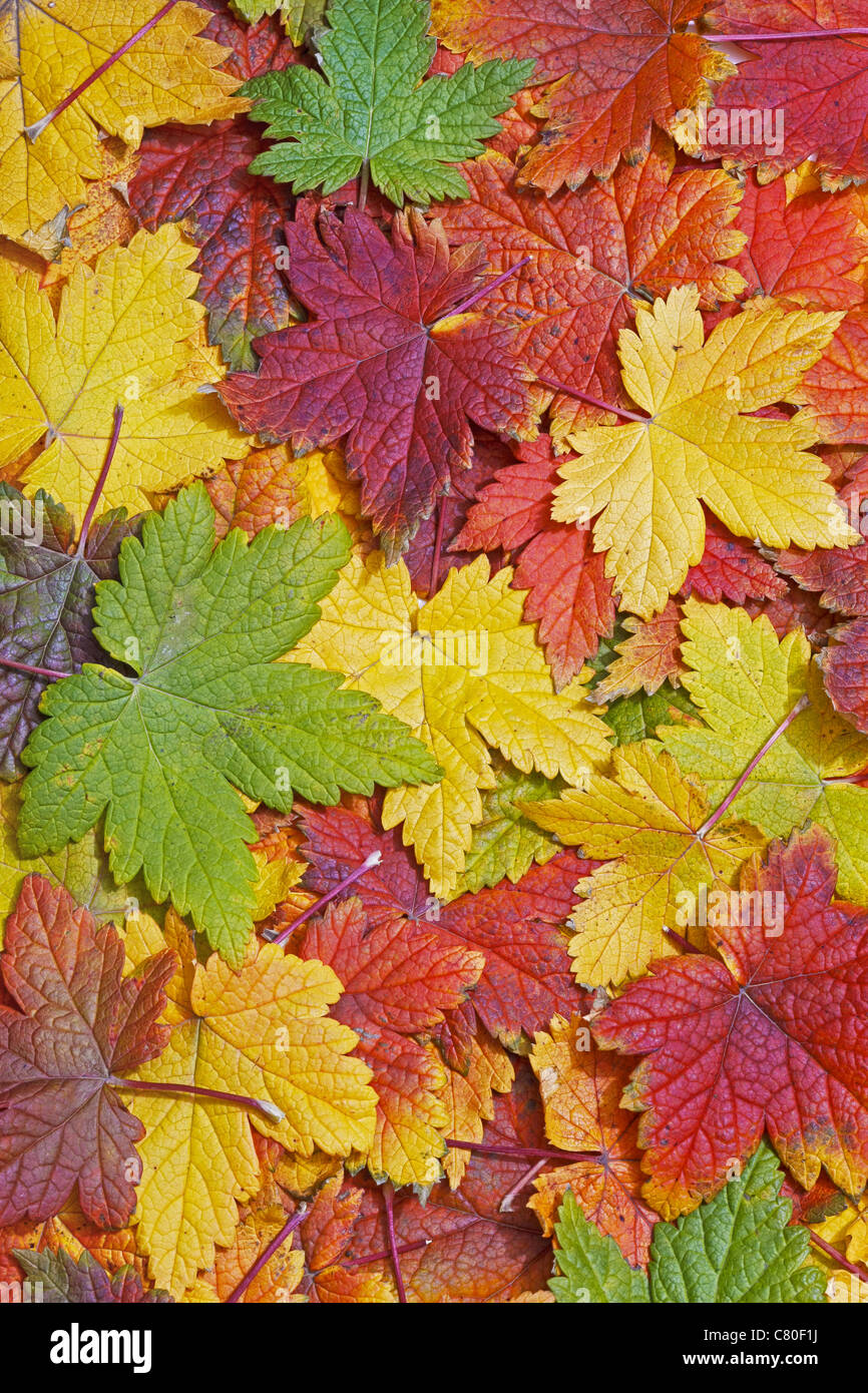 Wunderschöne farbige Herbstlaub füllen der Rahmen Stockfoto